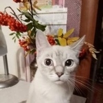 Фото: пропала кошка «Пропала кошка Ачинск» в г. Ачинск